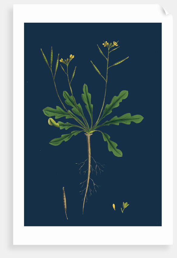 Brassica Viminea; Small Sand Rocket by Anonymous