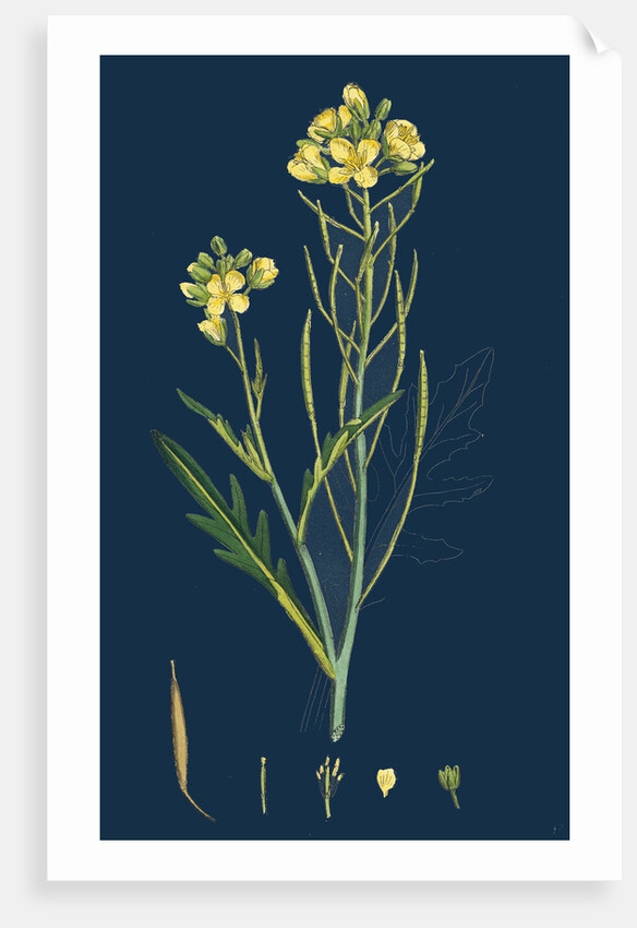 Brassica Tenuifolia; Wall Rocket by Anonymous