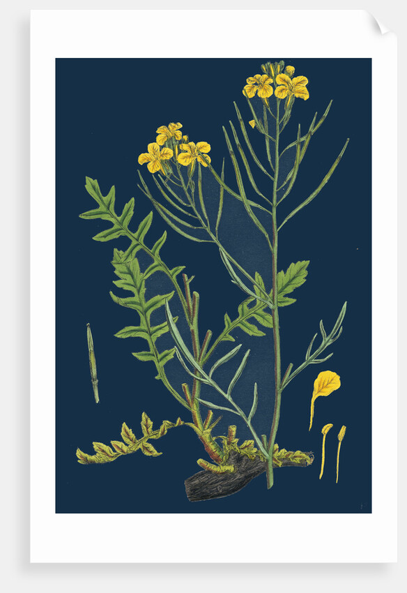 Brassica Cheiranthus; Tall Wallflower-Cabbage by Anonymous