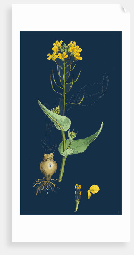 Brassica Rapa; Common Turnip by Anonymous