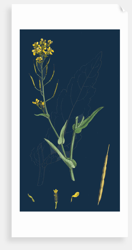 Brassica Napus; Rape by Anonymous