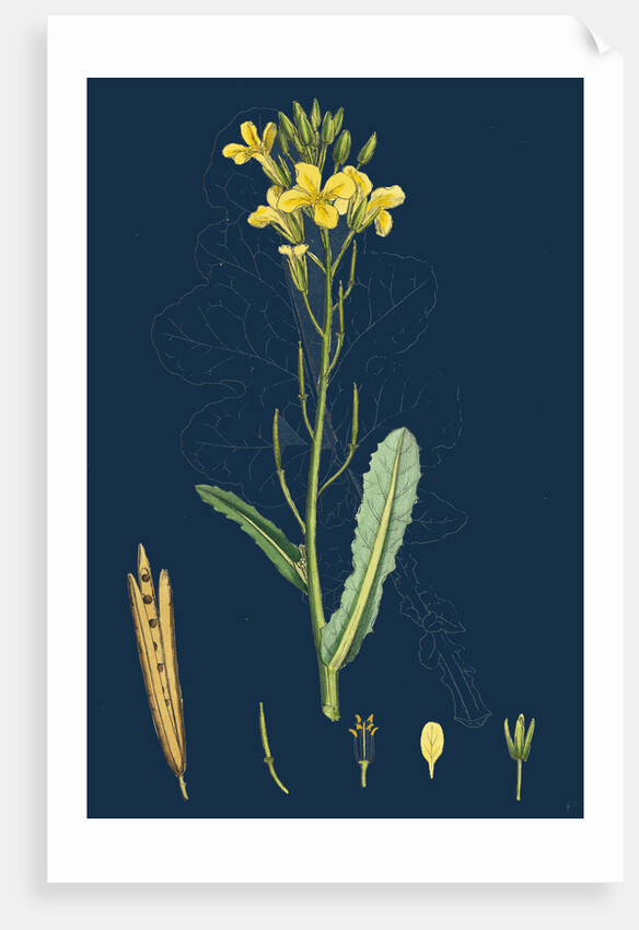Brassica Oleracea; Sea Cabbage by Anonymous