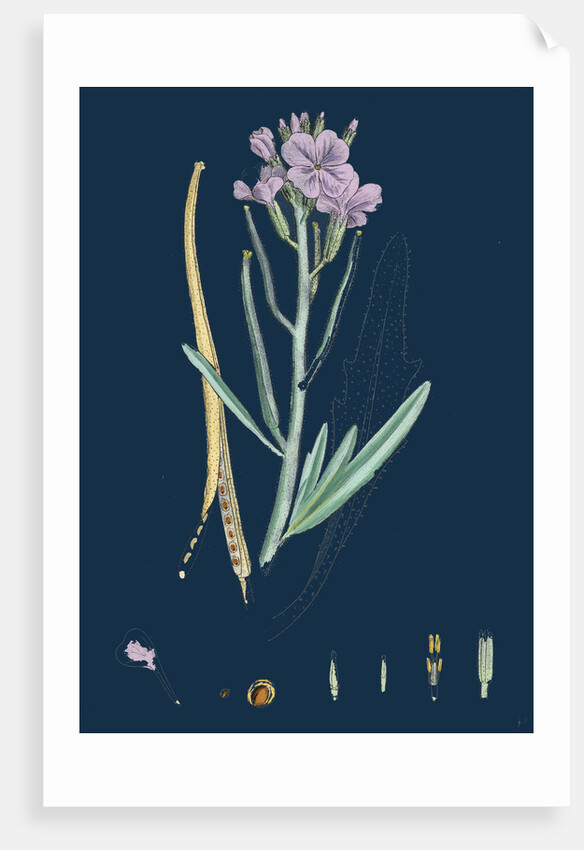 Matthiola Sinuata; Sea Stock by Anonymous