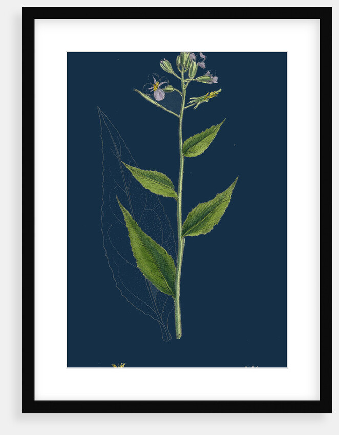 Hesperis Matronalis; Dame's Rocket by Anonymous