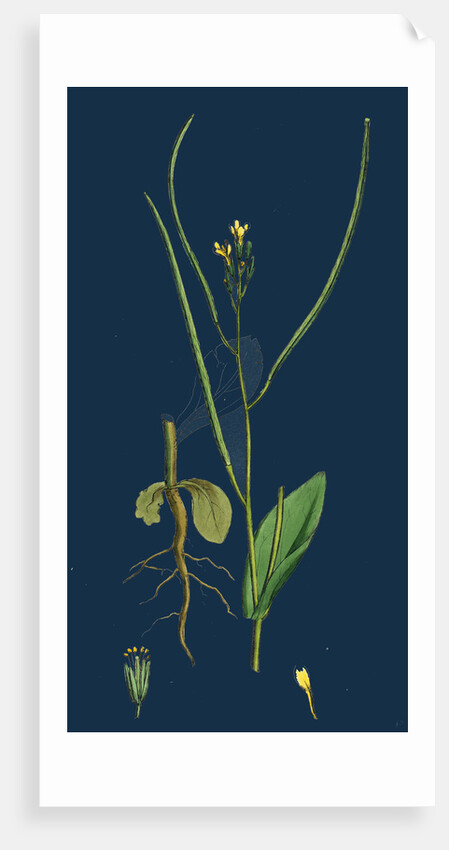 Erysimum Orientale; Hare's-Ear Cabbage by Anonymous