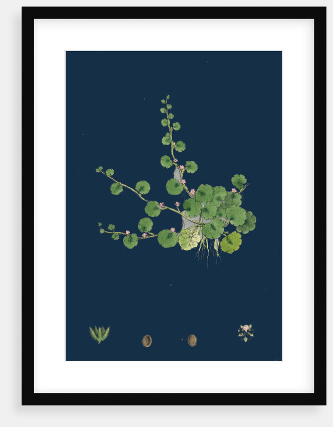 Sibthorpia Europaea; Cornish Moneywort by Anonymous