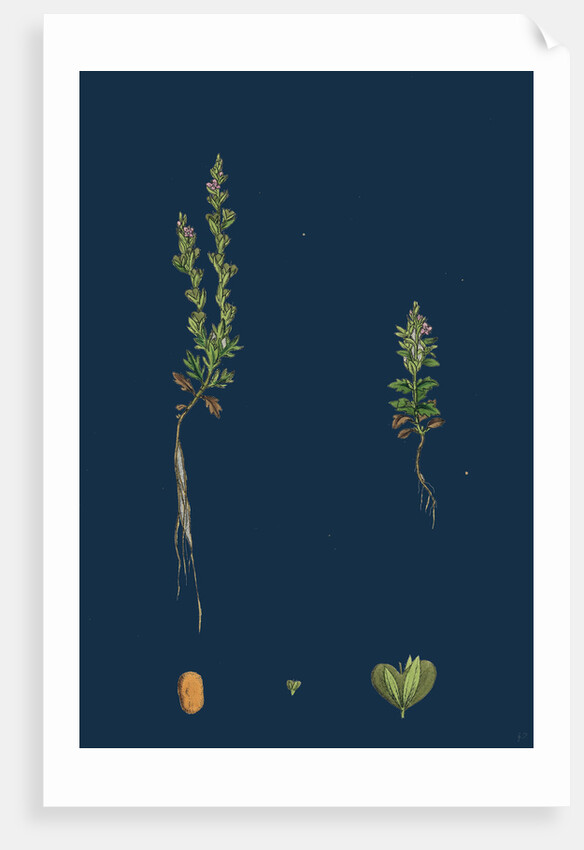 Veronica Verna; Vernal Speedwell by Anonymous