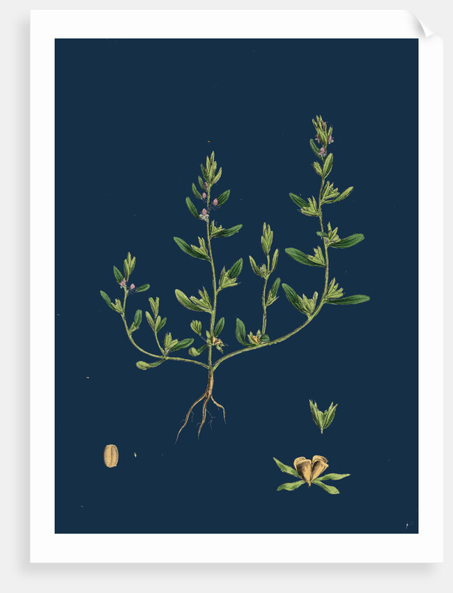 Veronica Peregrina; Annual Smooth Speedwell by Anonymous