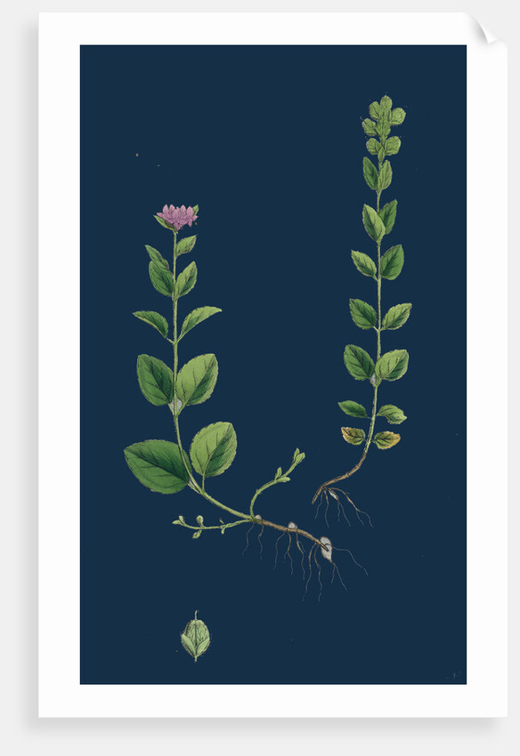 Veronica Alpina; Erect Alpine Speedwell by Anonymous