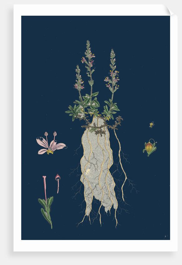 Veronica Officinalis, Var. Hirsuta; Common Speedwell, Var. B. by Anonymous