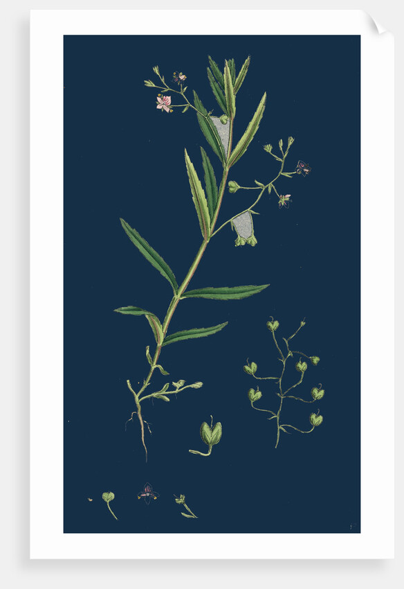 Veronica Scutellata; Marsh Speedwell by Anonymous