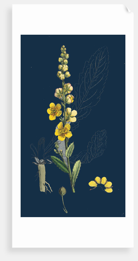 Verbascum Blattaria; Moth Mullein by Anonymous