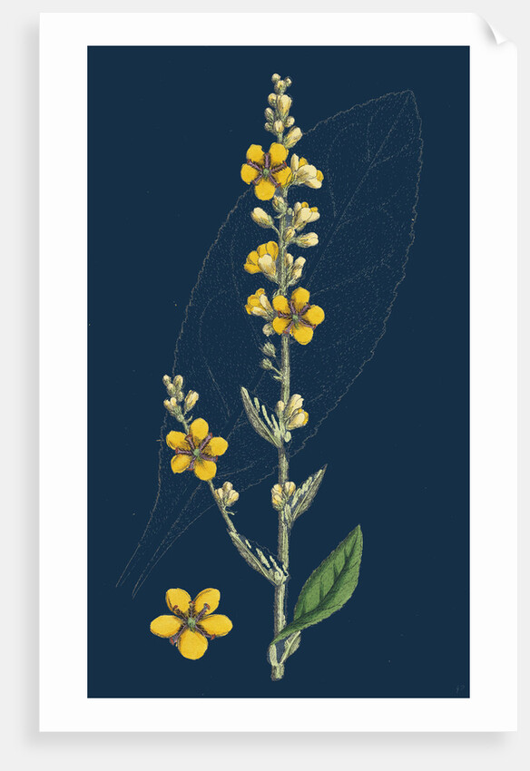 Verbascum Thapso-Nigrum; Hybrid Between Great and Dark Mulleins by Anonymous