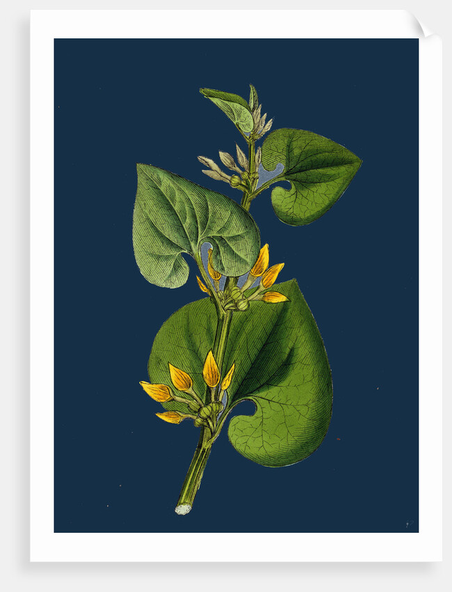 Aristolochia Clematitis; Common Birthwort by Anonymous