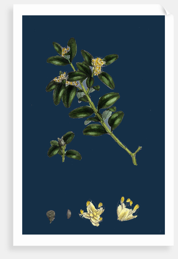 Buxus Sempervirens; Common Box by Anonymous