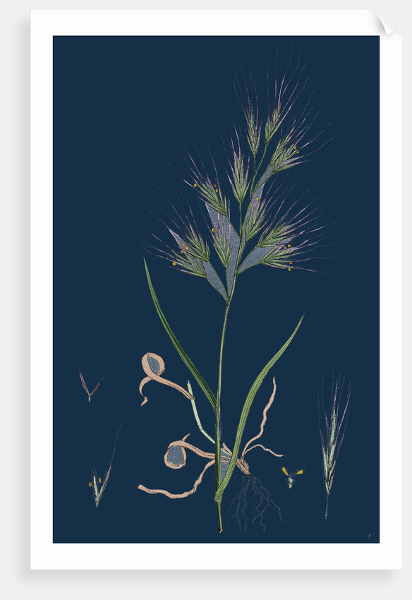 Bromus Madritensis; Upright Annual Brome-Grass by Anonymous