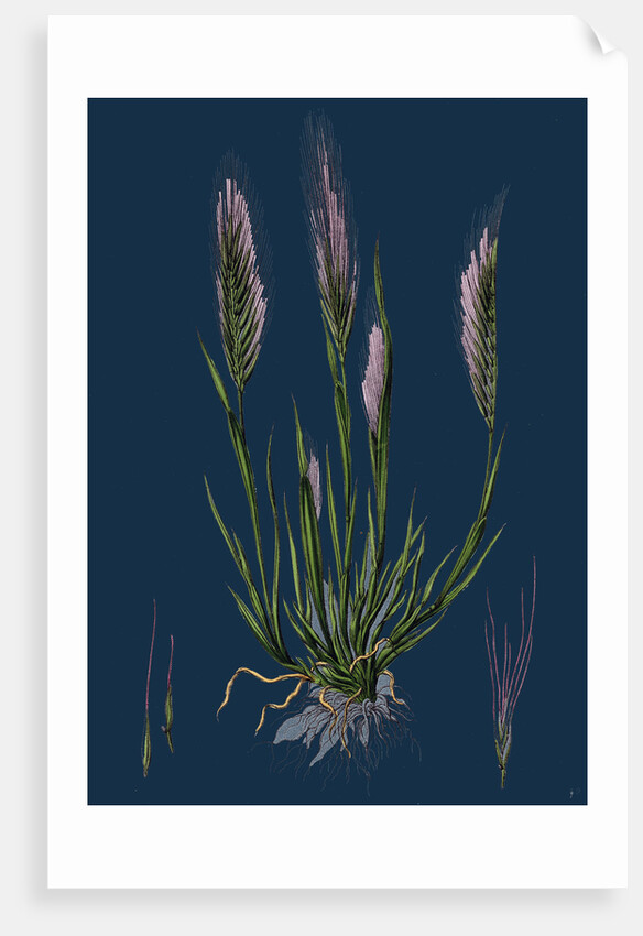 Festuca Uniglumis; Single-Glumed Fescue-Grass by Anonymous