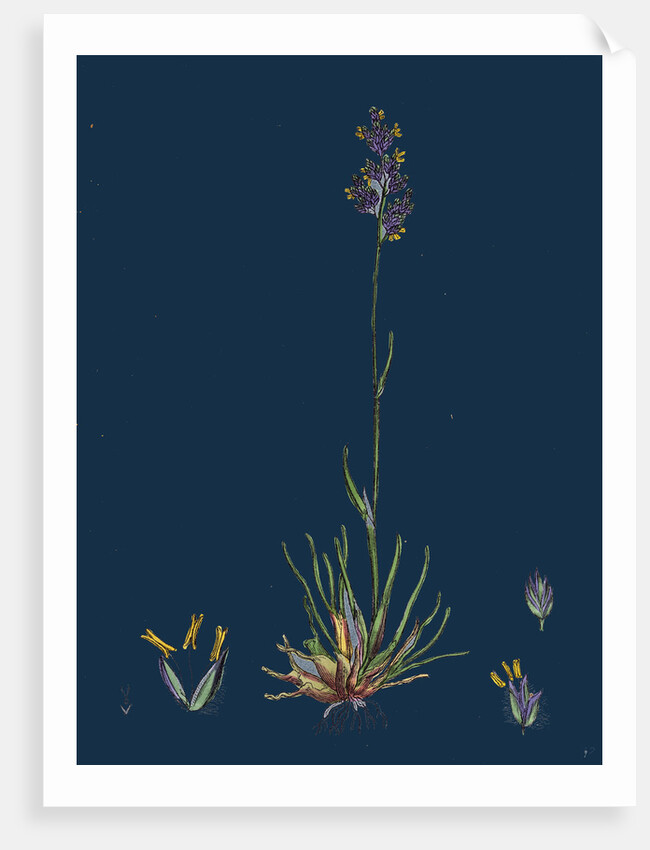 Poa Bulbosa; Bulbous Meadow-Grass by Anonymous