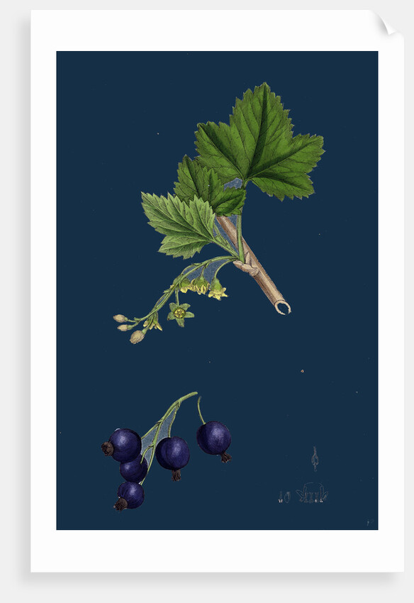 Ribes Nigrum; Black Currant by Anonymous