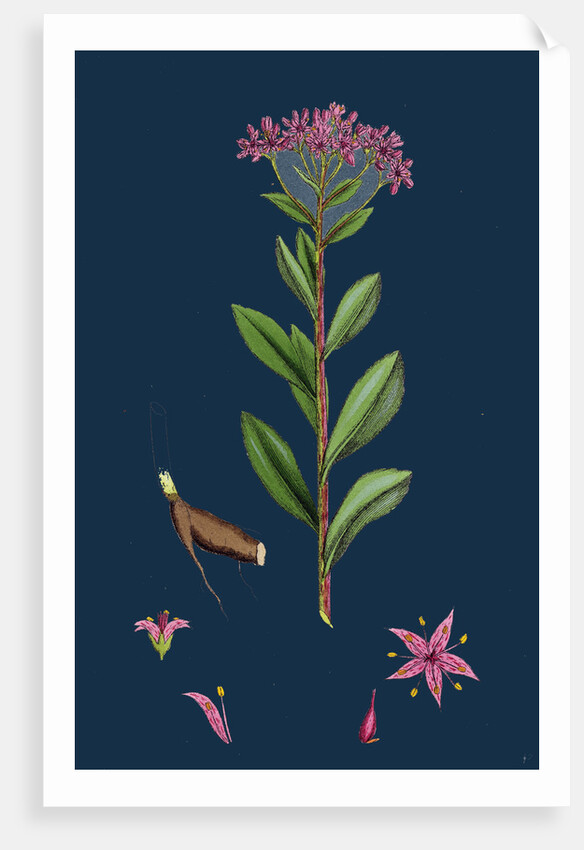 Sedum Fabaria; Narrow-Leaved Orpine by Anonymous