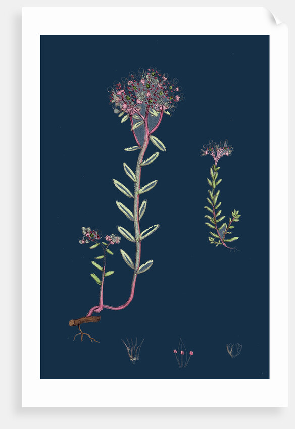 Sedum Eu-Album; Sedum Album and Sedum Micranthum; White Stone-Crop by Anonymous