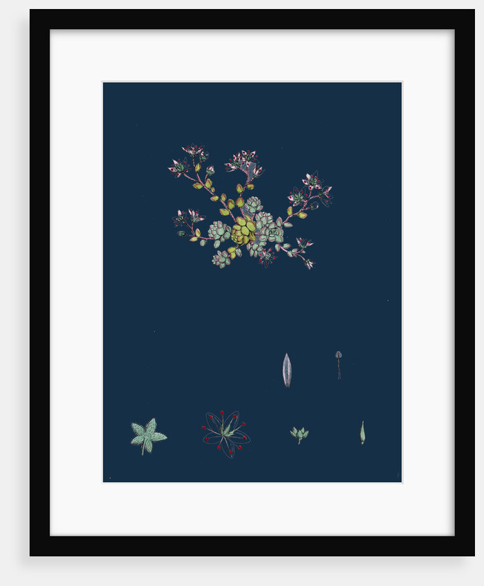 Sedum Dasyphyllum; Thick-Leaved Stone-Crop by Anonymous