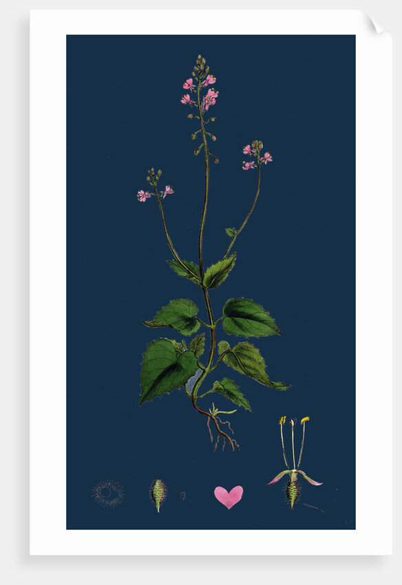 Circaea Alpina; Alpine Enchanter's-Nightshade by Anonymous