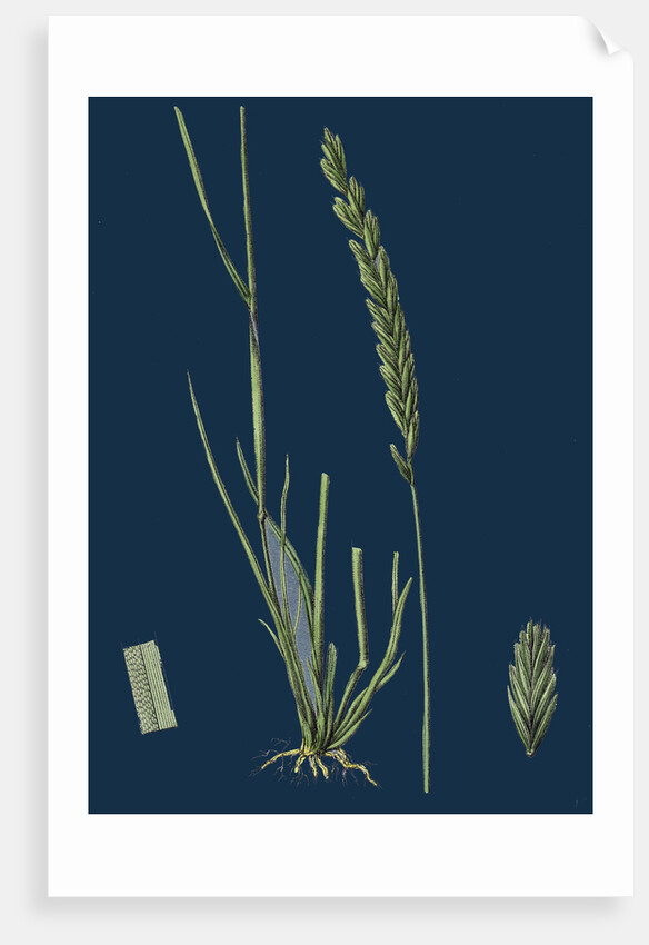 Triticum Pungens; Erect Sea Couch-Grass by Anonymous