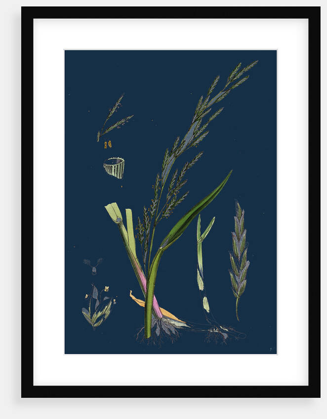 Glyceria Plicata; Folded-Leaved Meadow-Grass by Anonymous