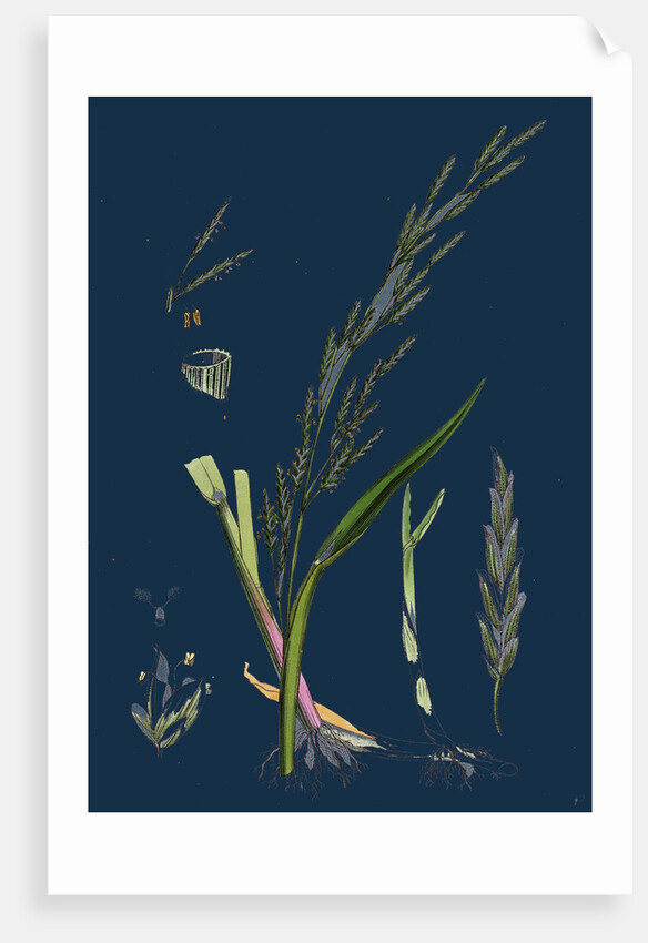 Glyceria Plicata; Folded-Leaved Meadow-Grass by Anonymous