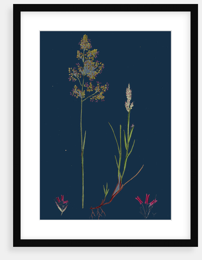 Corynephorus Canescens; Grey Hair-Grass by Anonymous