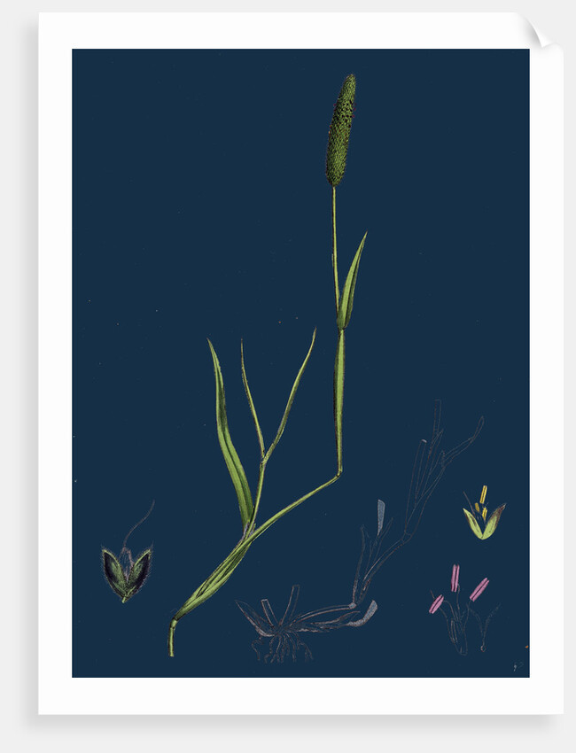 Alopecurus Eu-Geniculatus; Bent-Stemmed Fox-Tail-Grass by Anonymous