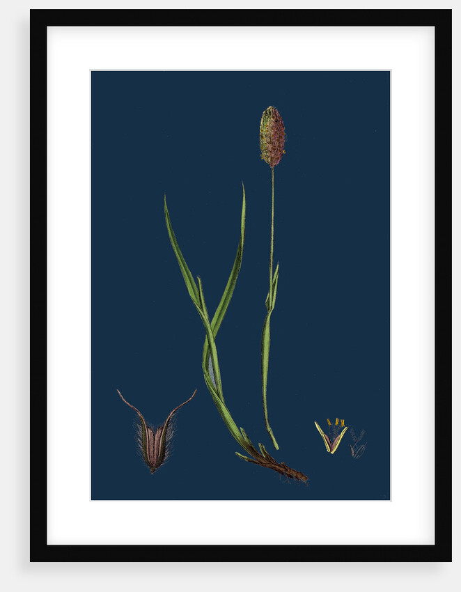 Phleum Alpinum; Alpine Timothy-Grass by Anonymous