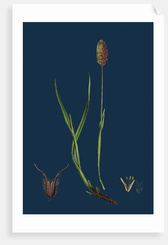 Phleum Alpinum; Alpine Timothy-Grass by Anonymous