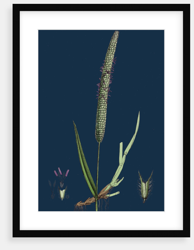 Phleum Pratense, Var. Genuinum; Common Timothy-Grass, Var. A. by Anonymous