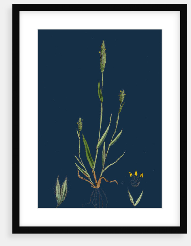 Phleum Arenarium; Sand Timothy-Grass by Anonymous