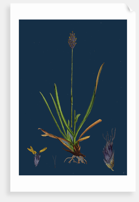 Sesleria Caerulea; Blue Moor-Grass by Anonymous