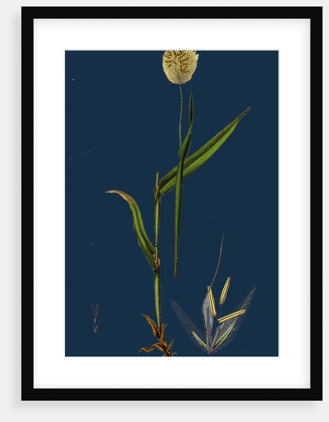 Lagurus Ovatus; Ovate Hare's-Tail-Grass by Anonymous