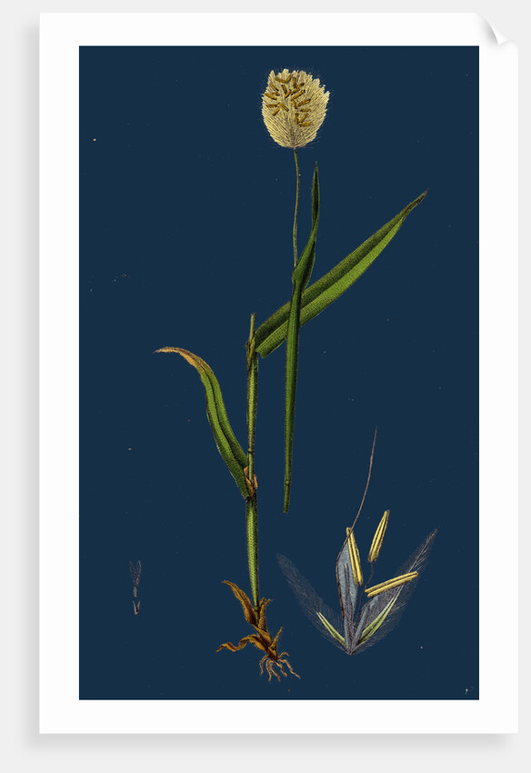 Lagurus Ovatus; Ovate Hare's-Tail-Grass by Anonymous