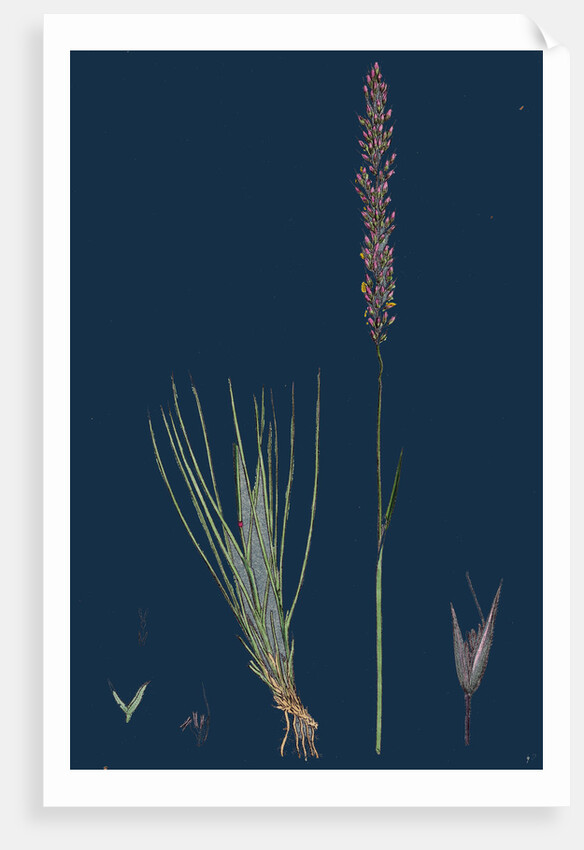 Agrostis Setacea; Bristle-Leaved Bent-Grass by Anonymous