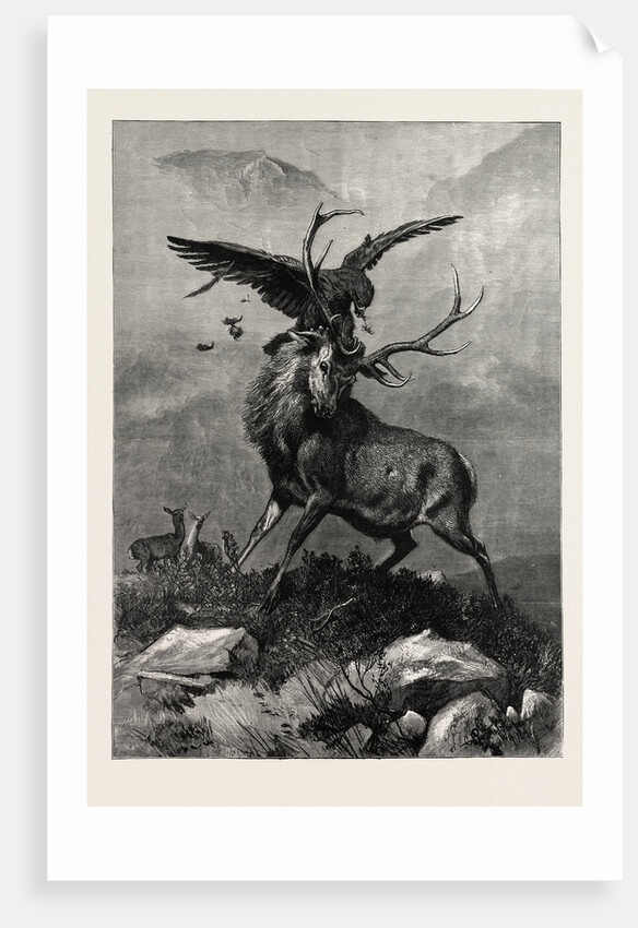 A Royal Duel Between a Stag and an Eagle by Anonymous