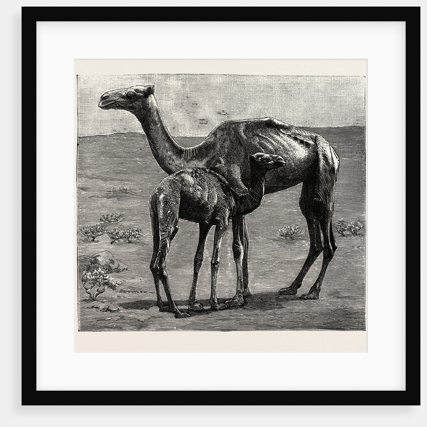 Camels from El-Teb, Soudan, at the Zoological Gardens: As They Were When Taken to the Gardens by Anonymous