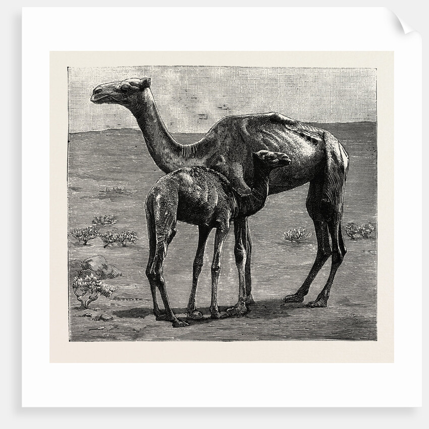 Camels from El-Teb, Soudan, at the Zoological Gardens: As They Were When Taken to the Gardens by Anonymous