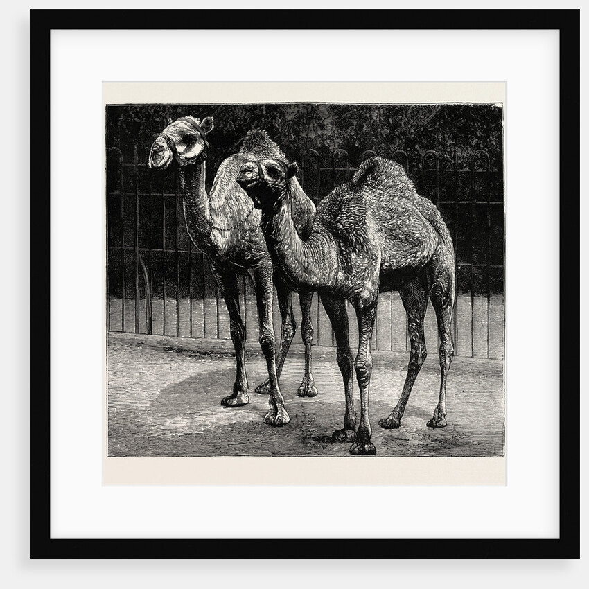 Camels from El-Teb, Soudan, at the Zoological Gardens: As They Are Now by Anonymous