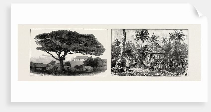 A Large Tree at Nukualofa, Tonga Islands; a Tongan Village, Vavau, Tonga Islands by Anonymous