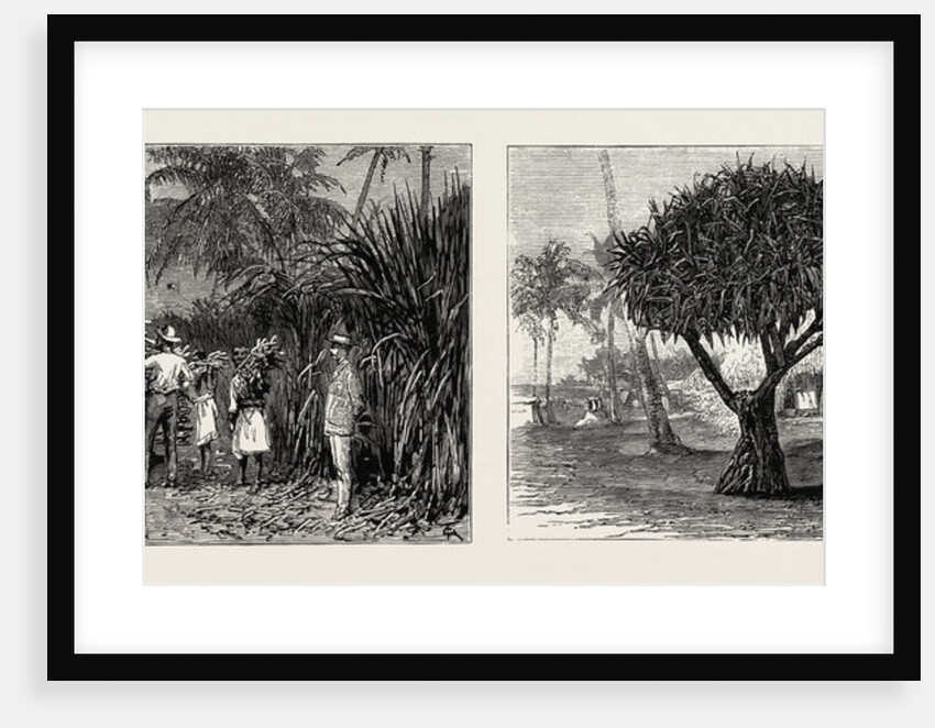 Loading Cane in a Sugar Field, Fiji Islands; Pandanus Tree, Tongatabu, Tonga Islands by Anonymous