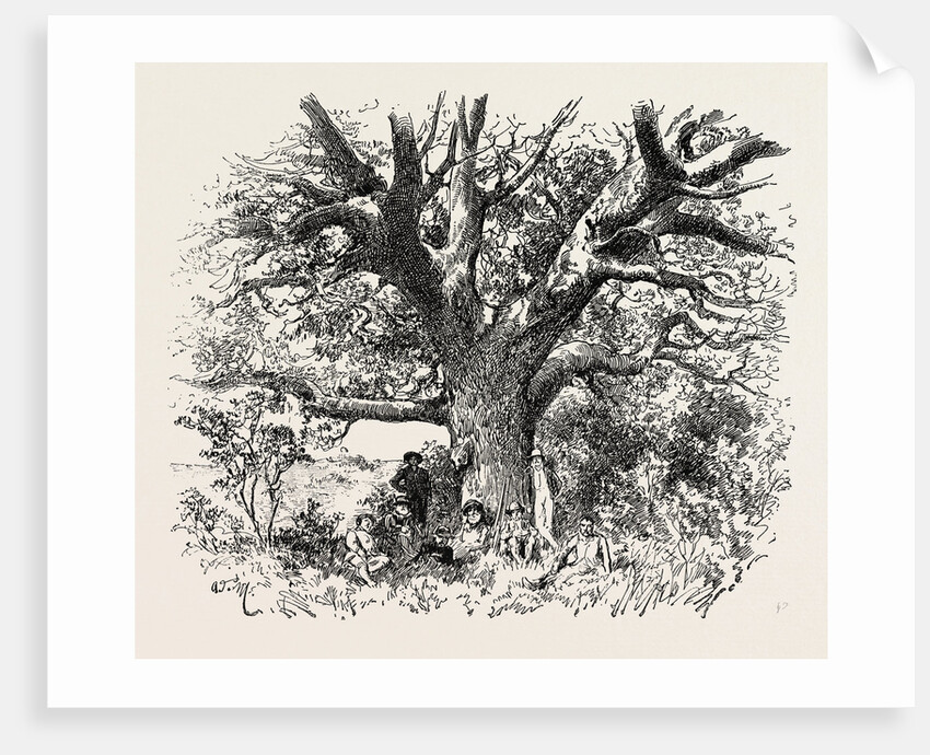 A Buck-Hunting Excursion in South Africa: A Yellow-Wood Tree by Anonymous