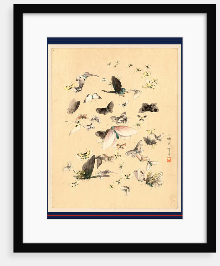 Butterflies and Moths by Anonymous