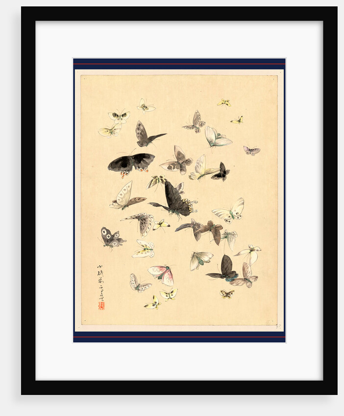 Butterflies and Moths by Anonymous