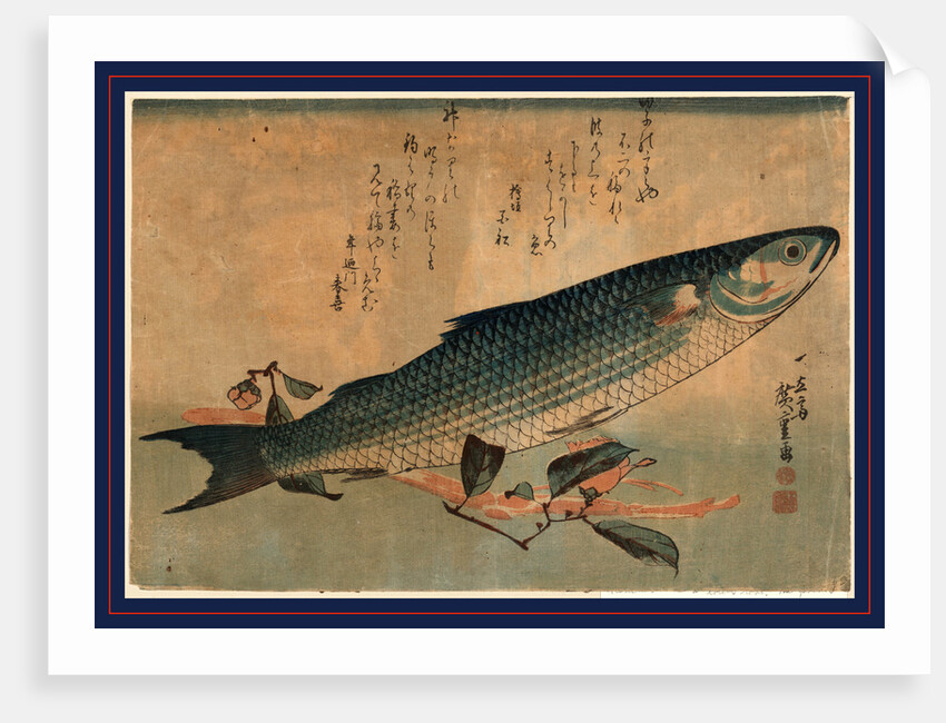 Bora Zu, Striped Mullet (Bora) by Anonymous